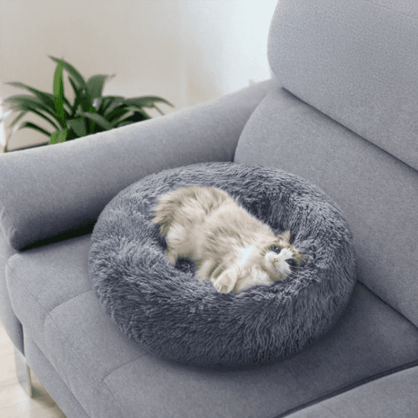 Screenshot (208) PET_BED_LC_137